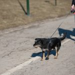 spacer z psem w Krakowie