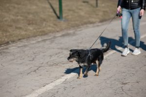 spacer z psem w Krakowie
