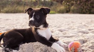 mały brązowo-biały pies leżący na plaży z piłką