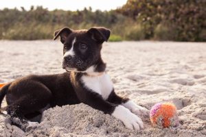 mały brązowo-biały pies leżący na plaży z piłką